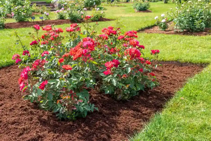 Common Mulching Mistakes And How To Avoid Them in Bettendorf, IA Common Mulching Mistakes And How To Avoid Them in Bettendorf, IA