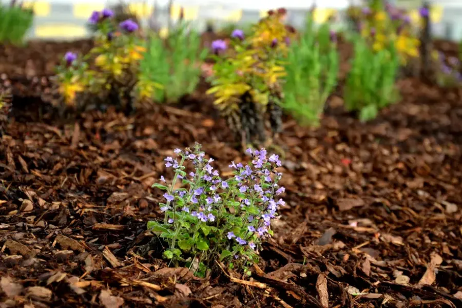 The Connection Between Mulching And Pest Management Bettendorf, IA The Connection Between Mulching And Pest Management Bettendorf, IA