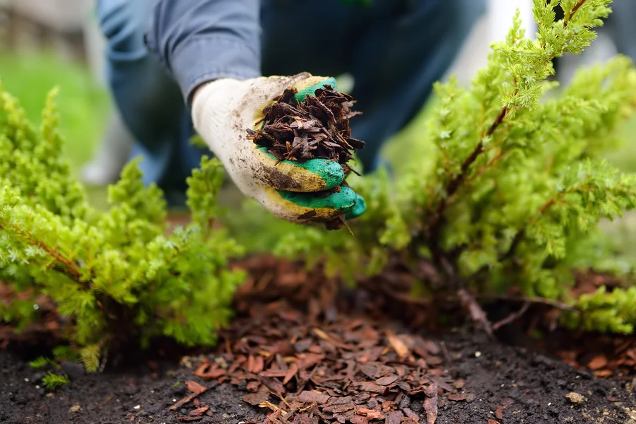The Connection Between Mulching And Pest Management in Bettendorf, IA The Connection Between Mulching And Pest Management in Bettendorf, IA